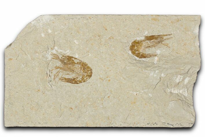 Two Cretaceous Fossil Shrimp - Lebanon #349673